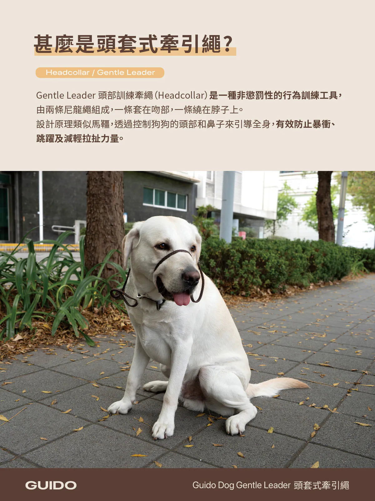 Hipporizz Guido 頭套式牽引繩